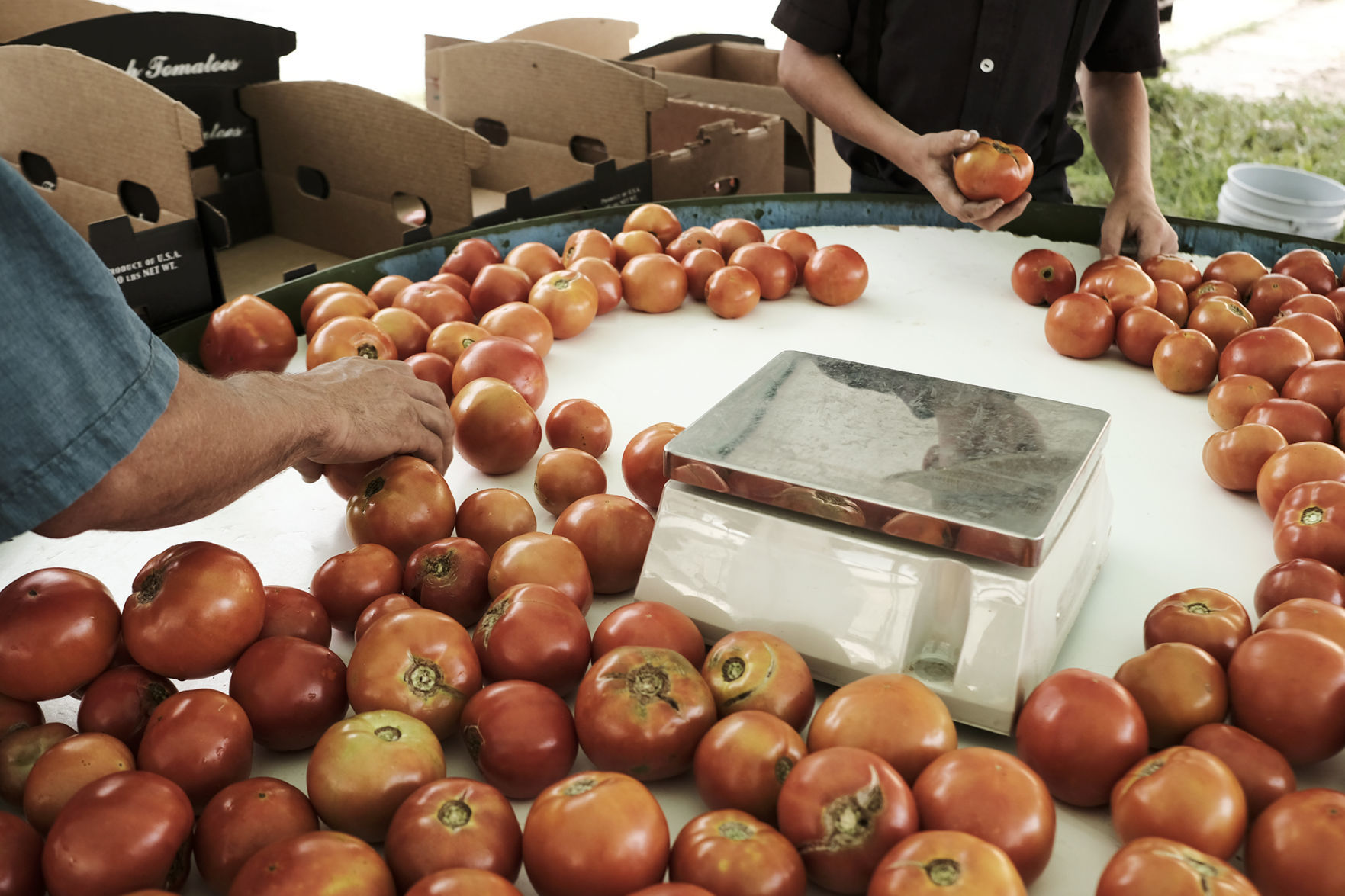 Mast Tomatoes